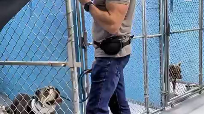 Reactive Bulldog rehabilitation inside shelter